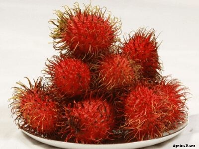 How Rambutan Fruits are Beneficial for People with Several Health Issues?