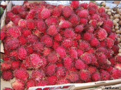 How Rambutan Fruits are Beneficial for People with Several Health Issues?