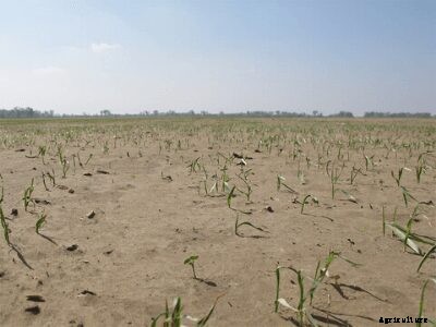 A Step by Step Guide on Crops Suitable for Silt Soil