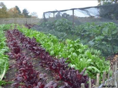 A Step by Step Guide on Crops Suitable for Silt Soil