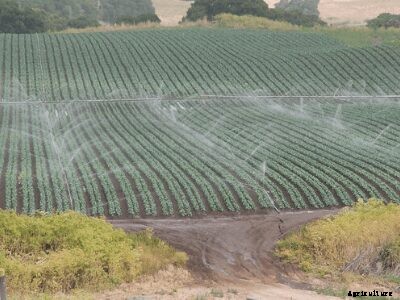 A Step by Step Guide on Crops Suitable for Silt Soil