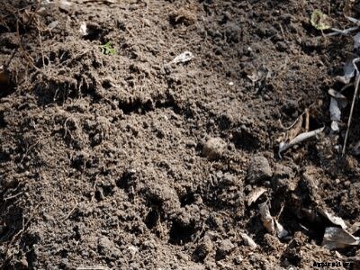 The Complete Guide on Crops Suitable for Loamy Soil