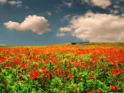 The Complete Guide on Crops Suitable for Loamy Soil