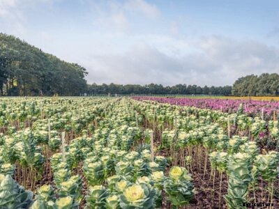 The Complete Guide on Crops Suitable for Loamy Soil