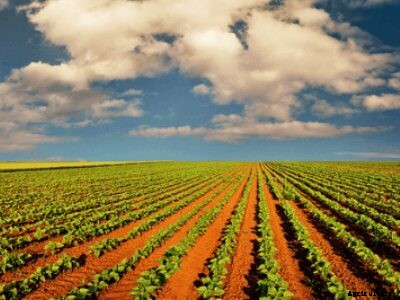 The Complete Guide on Crops Suitable for Loamy Soil