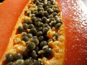 How to Grow Papaya tree in Greenhouse for Profits