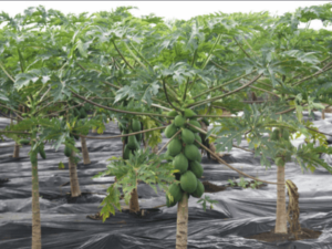 How to Grow Papaya tree in Greenhouse for Profits