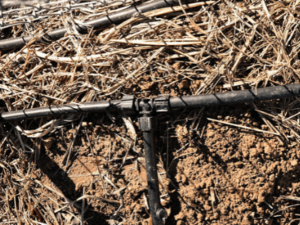 The Ultimate Guide on Drip Irrigation Cost per Acre in India