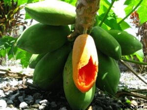 How to Grow Papaya tree in Greenhouse for Profits