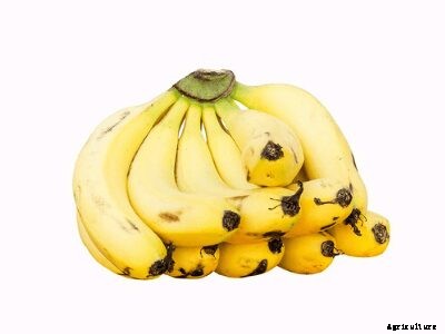 Growing Bananas – How To Grow Banana Plants and its Benefits