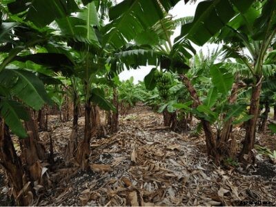 Growing Bananas – How To Grow Banana Plants and its Benefits