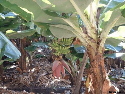 Growing Bananas – How To Grow Banana Plants and its Benefits