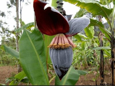 Growing Bananas – How To Grow Banana Plants and its Benefits