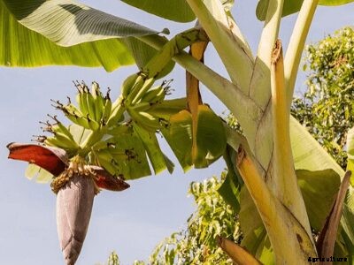 Growing Bananas – How To Grow Banana Plants and its Benefits
