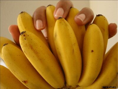 Growing Bananas – How To Grow Banana Plants and its Benefits