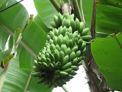 Growing Bananas – How To Grow Banana Plants and its Benefits