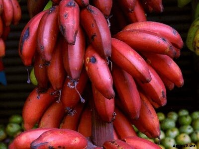Growing Bananas – How To Grow Banana Plants and its Benefits