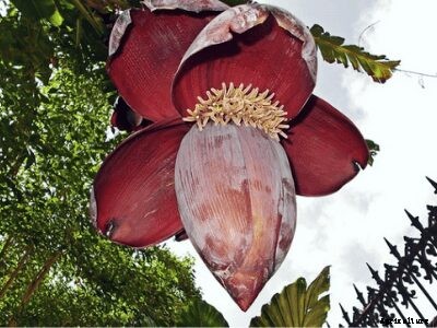 Growing Bananas – How To Grow Banana Plants and its Benefits