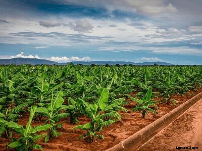 Growing Bananas – How To Grow Banana Plants and its Benefits