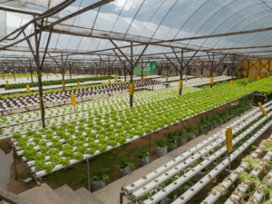 Hydroponic Farming Information Guide | Agriculture Goods