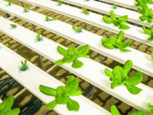 Hydroponic Farming Information Guide | Agriculture Goods