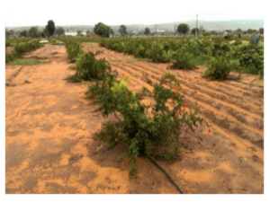 Pomegranate Farming, Harvesting and Processing | Agriculture Goods