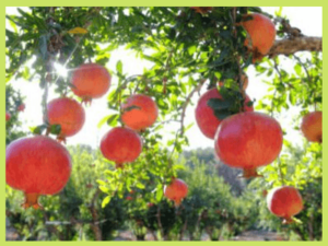 Pomegranate Farming, Harvesting and Processing | Agriculture Goods