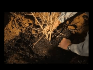 Pomegranate Farming, Harvesting and Processing | Agriculture Goods