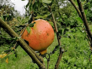 Pomegranate Farming, Harvesting and Processing | Agriculture Goods