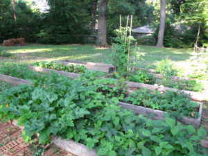 Organic Gardening: Top tips on How To Grow an Organic Vegetable Garden.