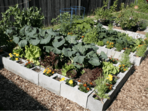 Organic Gardening: Top tips on How To Grow an Organic Vegetable Garden.