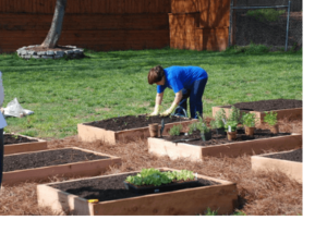 How To Begin An Organic Garden In 9 Simple Steps?