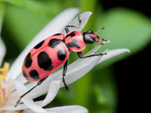 How To Begin An Organic Garden In 9 Simple Steps?