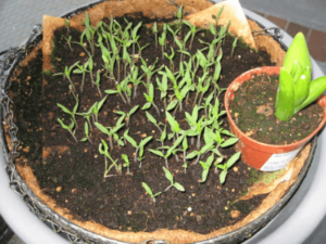 How To Begin An Organic Garden In 9 Simple Steps?