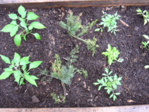 How To Begin An Organic Garden In 9 Simple Steps?