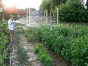 How To Begin An Organic Garden In 9 Simple Steps?