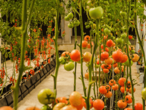 How To Begin An Organic Garden In 9 Simple Steps?