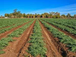 Ultimate Guide For Organic Food Cultivation