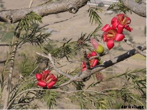Benefits of Bombax Ceiba Tree
