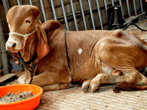 What Everybody Ought To Know About Gir Cow