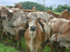 What Everybody Ought To Know About Gir Cow