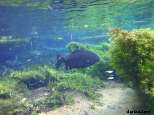 Most unusual Dispersal of Seeds by Animals