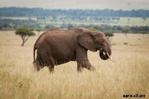 Most unusual Dispersal of Seeds by Animals