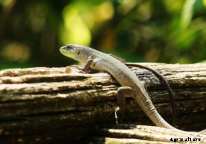 Most unusual Dispersal of Seeds by Animals