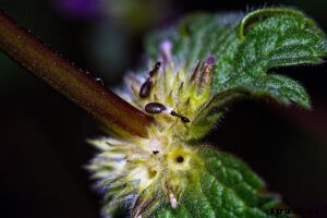 Most unusual Dispersal of Seeds by Animals