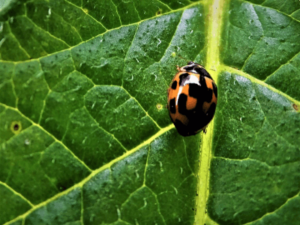 Natural Remedies For Pests and Pesticides
