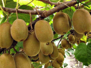 kiwi Fruit Cultivation | Guide for Beginners of Kiwi Farming