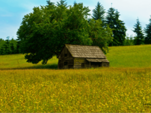 Green House Farming: A long-term sustainable farming technique