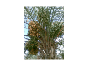 Dates Farming Information Guide | Agriculturegoods