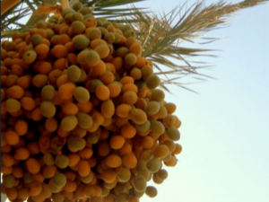 Dates Farming Information Guide | Agriculturegoods